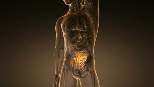 Anatomy Scan of Human Small Intestine alt