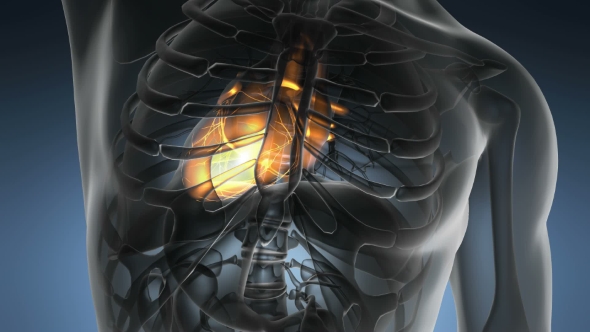 Anatomy Scan of Human Heart alt