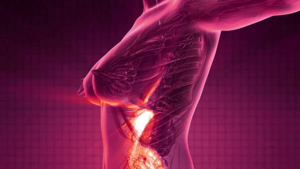 Human Body with Visible Digestive System alt