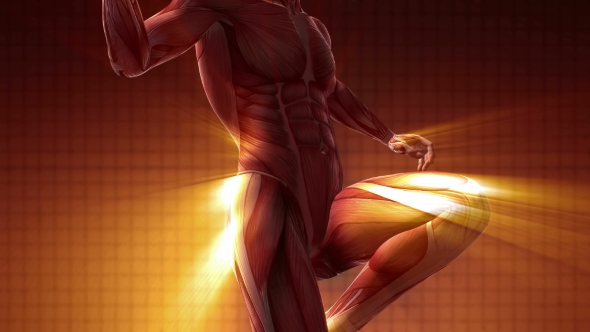 Human Muscle Anatomy alt