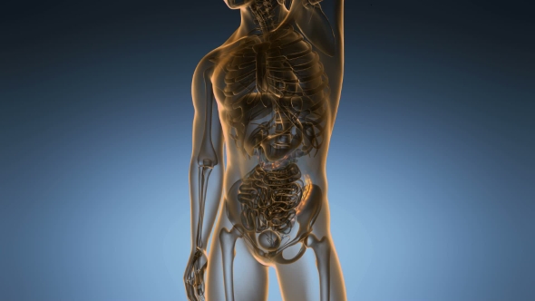 Anatomy Scan of Human Colon alt