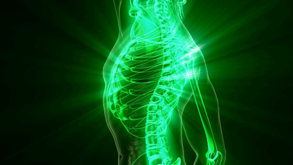 Human Body with Visible Skeletal Bones alt