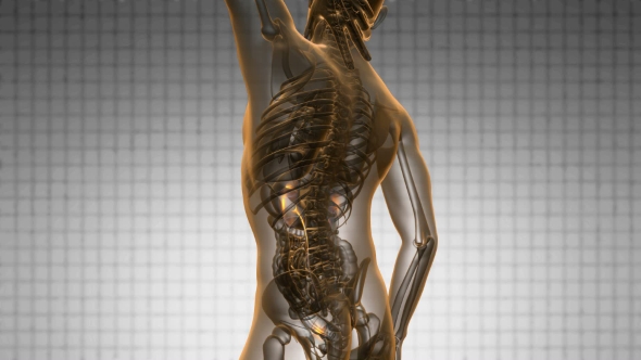 Anatomy Scan of Human Kidneys alt