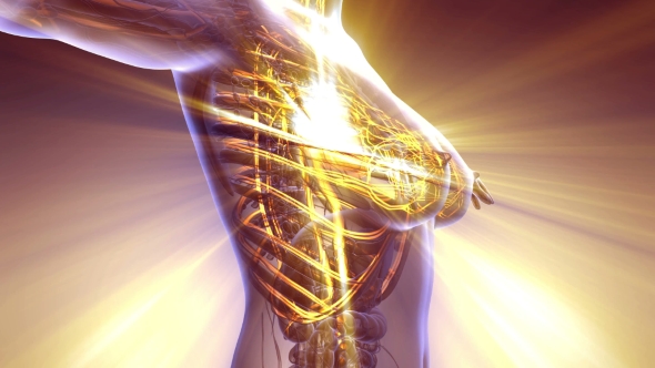 Human Body with Glow Blood Vessels alt