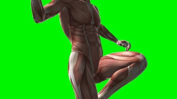 Human Muscle Anatomy alt
