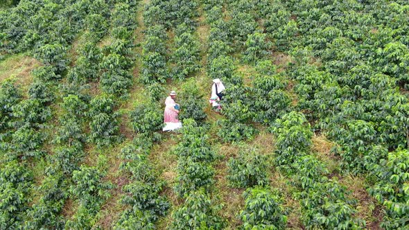 Women picking coffee