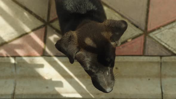 View from above a cute black puppy lifts his head and looks at the camera standing on sidewalk