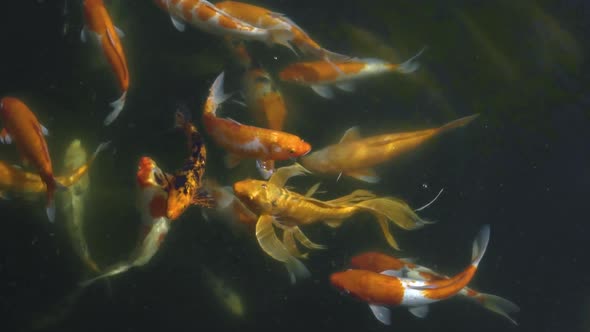 Beautiful Colorful Koi Fishes Close Up View Swimming in Dirty Water Pond.