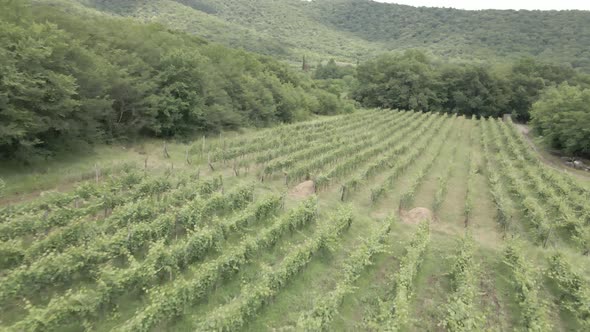 Aerial flight over beautiful vineyard landscape in Babaneuri, Georgia