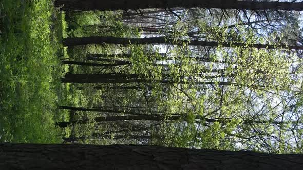 Vertical Video of Green Forest During the Day