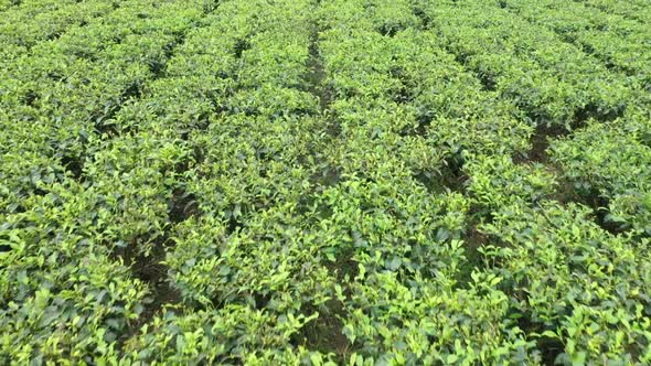 Aerial view of a countryside field, Dhaka, Bangladesh.