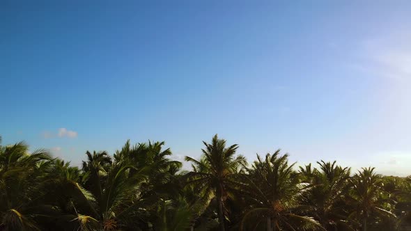 Aerial Shot of Flying at the Top of Palmtrees