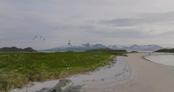 Seagull breeding site on lush islet in Arctic, Sommaroya archipelago; drone