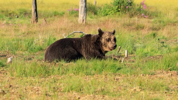 Brown Bear Ursus Arctos in Wild Nature Is a Bear That Is Found Across Much of Northern Eurasia