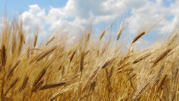 Ripe, Yellow Wheat on the Field at Sunny Day, Meadow