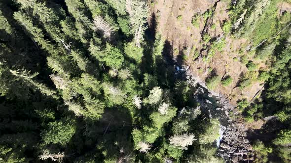 Looking down upon tall evergreen trees on a winding creek in a deep forest canyon, aerial