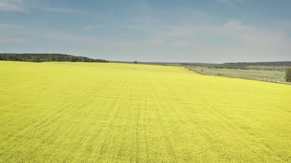 White Mustard Grows on the Field, Mustard Field Against a White Sky, Herbaceous Plants of the Genus