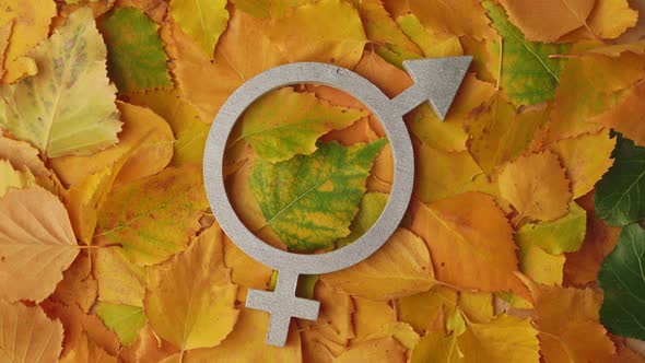 The symbol of gender equality in silver color rotates against the background of autumn leaves