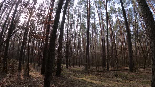 Forest with Pines with High Trunks During the Day