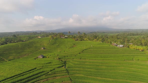 Rice Fields with Agricultural Land in Indonesia