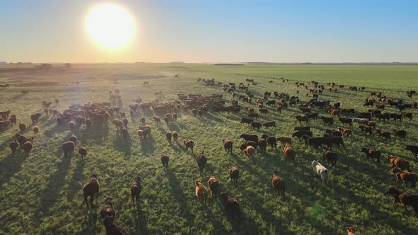 Big herd of Aberdeen Angus cattleing over vast green meadow, sunrise