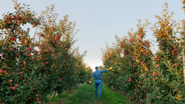 Apple Harvesting