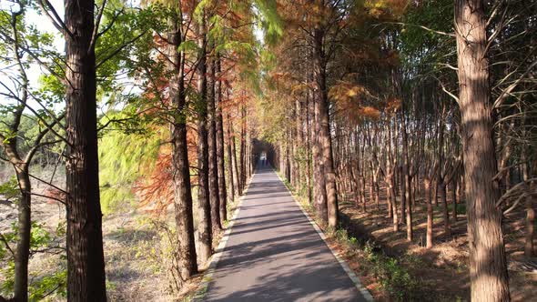 Through the Metasequoia woods