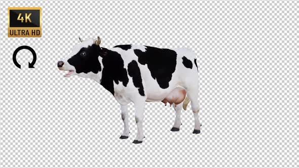 Cow İdle Front View