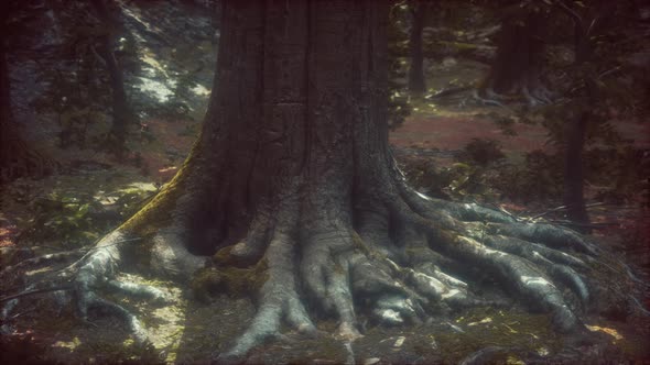 Old Trees with Lichen and Moss in Green Forest