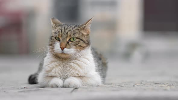 Sleepy Stray Cat Relaxing on a Sidewalk in the Old Town of Kotor Montenegro