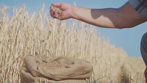 Hands of Adult Farmer Touching and Sifting Wheat Grains in a Sack, Wheat Grain in a Hand After Good