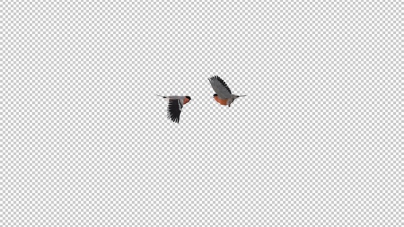 Bullfinch Birds - Pair Flying Around Screen - Transparent Loop