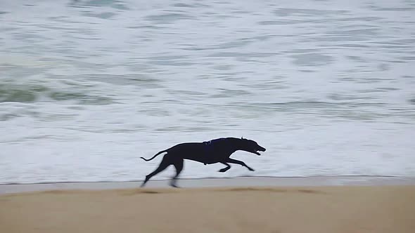 Greyhound running on the Spanish beach in Costa Brava