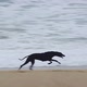 Greyhound running on the Spanish beach in Costa Brava - VideoHive Item for Sale