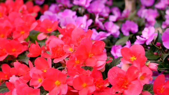 Red And Purple Flowers In The Flowerbed 