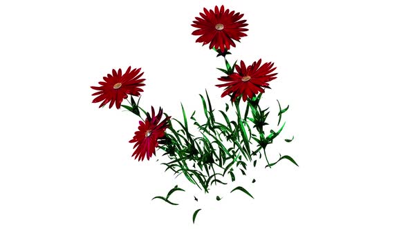 Aster Botanical Flowers 3D Rendering