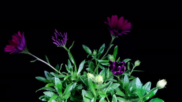 Arctotis Purple Flowers Blooming in Time Lapse On a Black Background. Venidium or African Daisy  alt