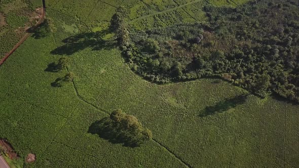 Fort Portal, Uganda. Aerial top down of tea tree plantation blocks during sunny day in Africa.