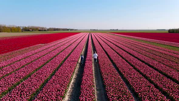 Tulip Field in The Netherlands Colorful Tulip Fields in Flevoland Noordoostpolder Holland Dutch