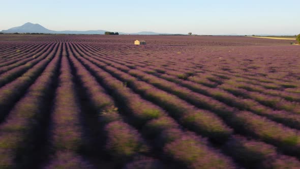 Plateau de Valensole lavender field and house at sunset