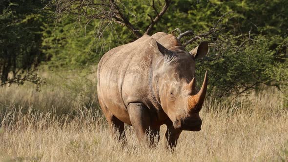 White Rhinoceros In Natural Habitat 