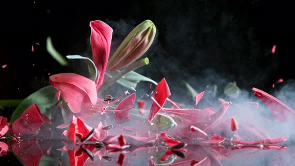 Super Slow Motion Shot of Smashing Frozen Red Lily at 1000Fps
