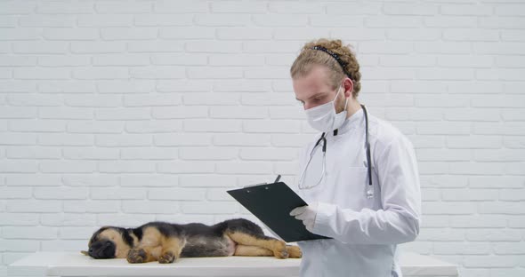 Vet Doctor Checking Health Condition of Little Puppy