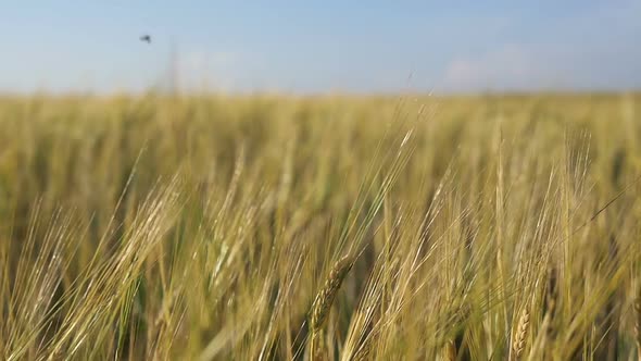 Wheat Field