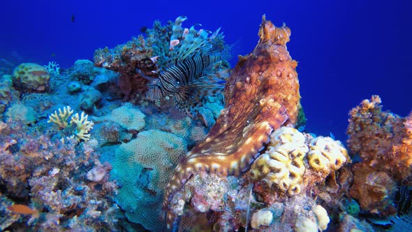 Underwater Octopus and Lion-fish