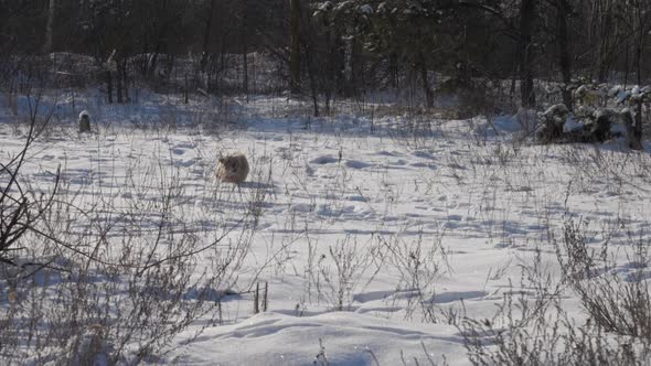 Funny Furry Puppy with Pink Collar Runs Along Path with Snow