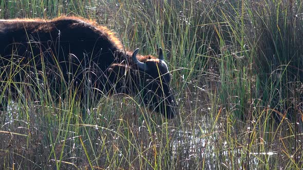 Buffalo in Puddle