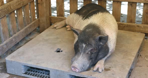 Farm pig resting