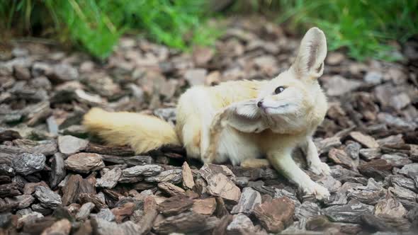 Close-up of an African Fennec fox scratching its ear