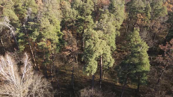 Forest with Trees in the Fall